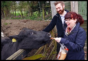 Feeding cows