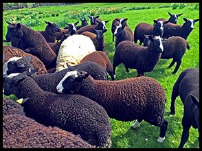 Zwartbles sheep