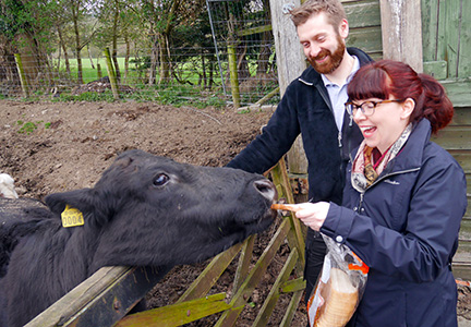 Feeding a cow