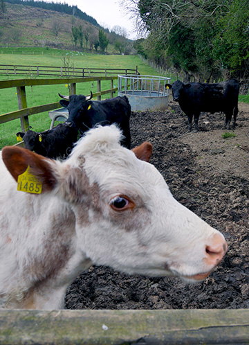 A Vesta cow