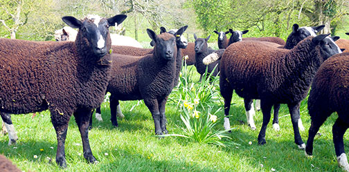 Sheep rock stars