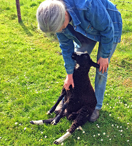 Wonky Wobbler belly scratch