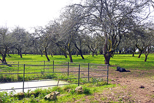 Zwartbles orchard