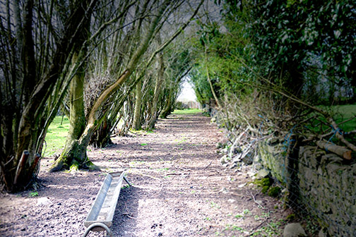 A Zwartbles tree tunnel